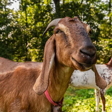 Orzechowa Ostoja Noclegi Energylandia Bachowice Dış mekan fotoğraf